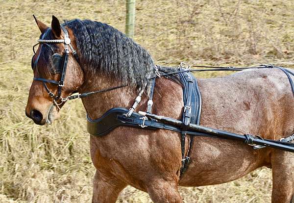 show-draft-horse