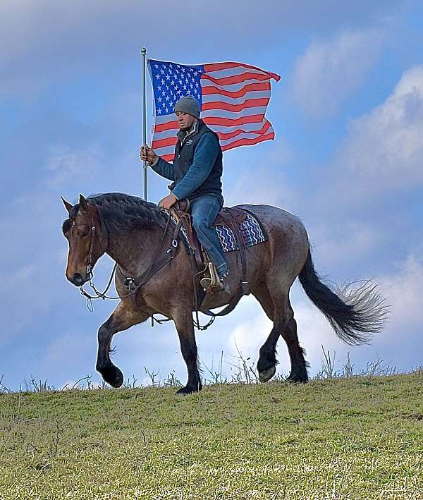 trail-draft-horse