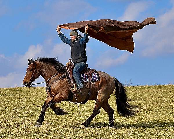 trail-riding-draft-horse