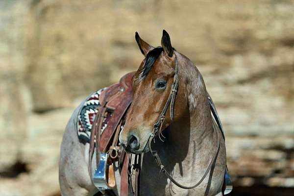 flashy-quarter-horse