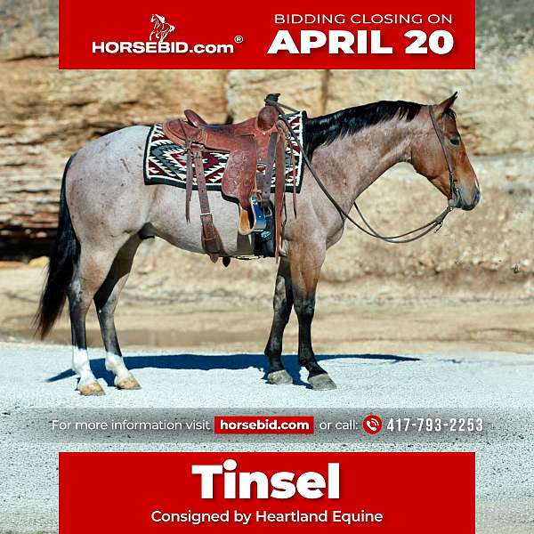 all-around-quarter-horse