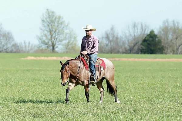 kid-safe-quarter-horse