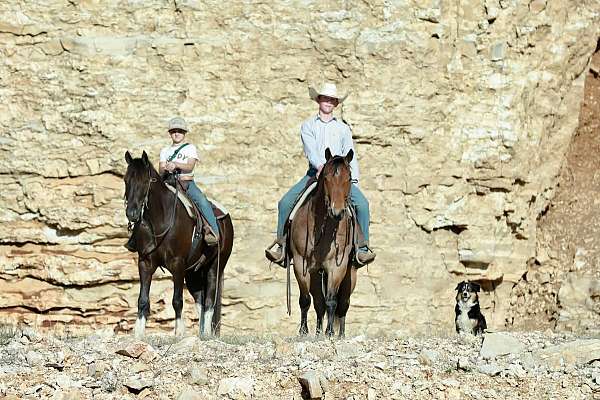 ranch-quarter-horse