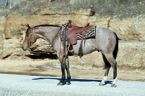 ranch-versatility-quarter-horse