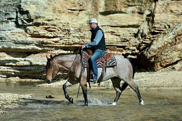 western-riding-quarter-horse