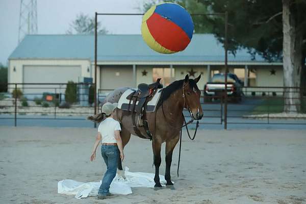 working-cattle-quarter-horse