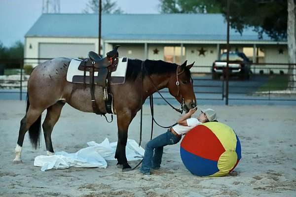 youth-quarter-horse