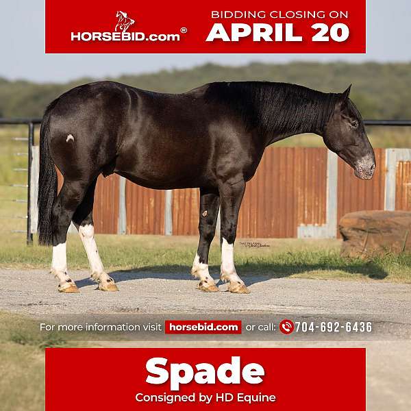 all-around-draft-horse