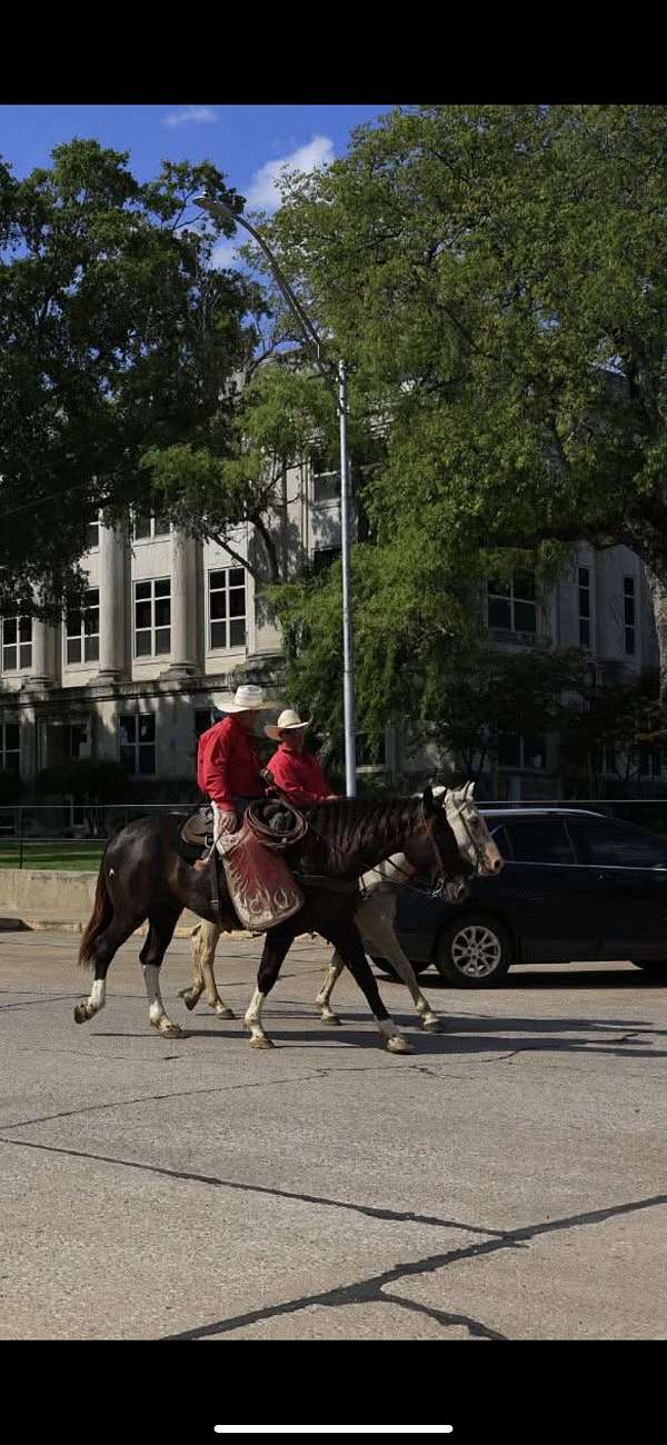 athletic-draft-horse
