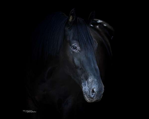 cross-draft-horse