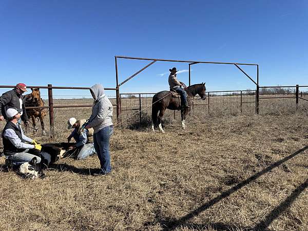 ranch-draft-horse