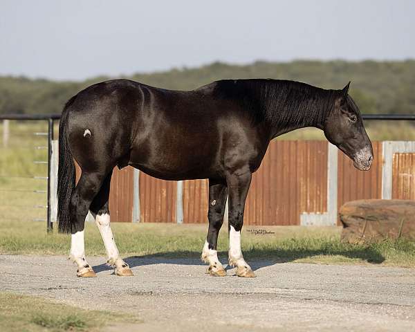 draft-horse
