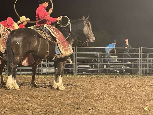 show-draft-horse