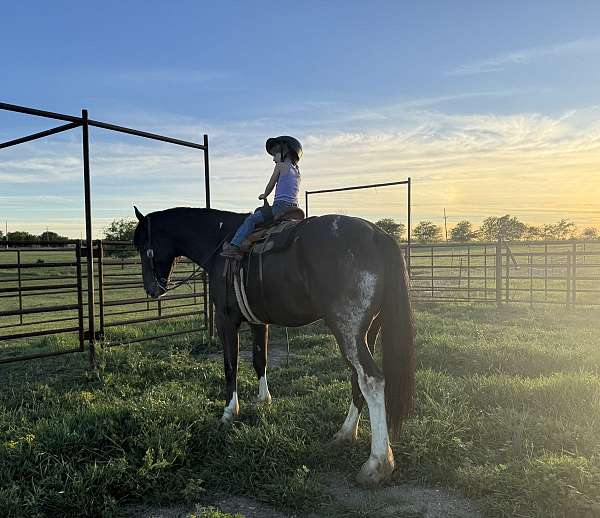 trail-draft-horse