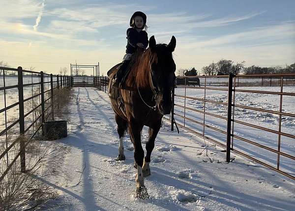 flashy-draft-horse