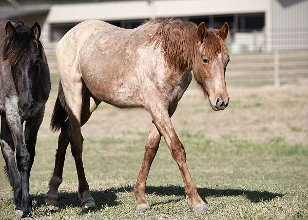 red-roan-roan-paint-filly