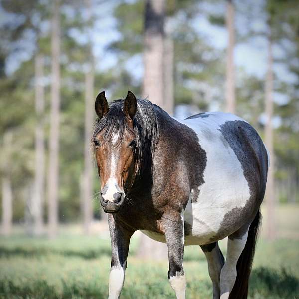 red-roan-roan-paint-foal