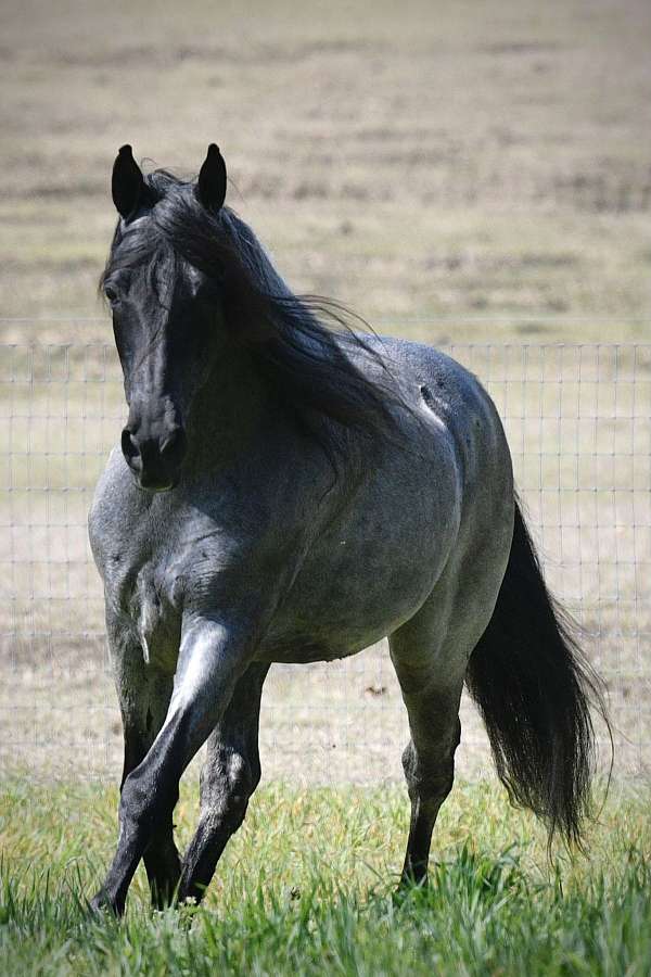 red-roan-roan-twhbea-foal