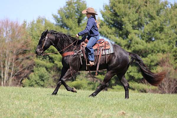 athletic-quarter-horse