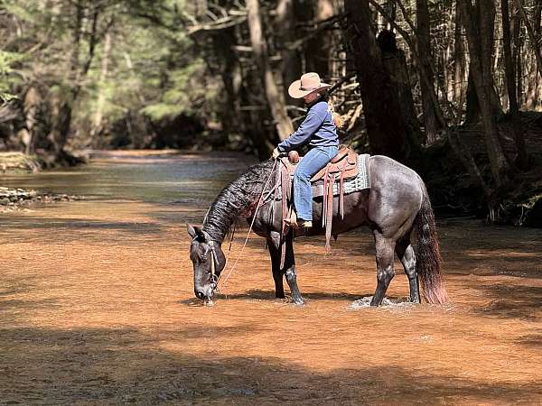 beginner-quarter-horse