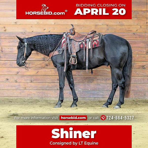 all-around-quarter-horse