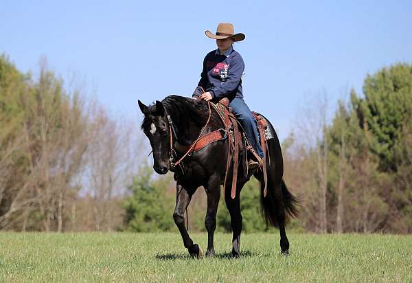 husband-safe-quarter-horse