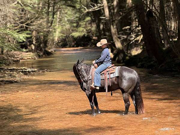 kid-safe-quarter-horse