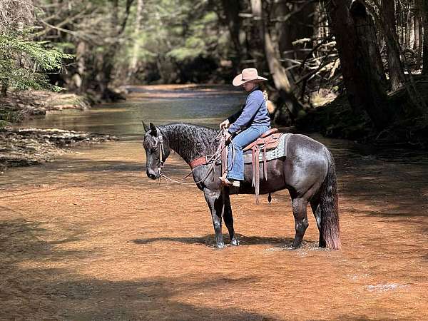 ranch-quarter-horse