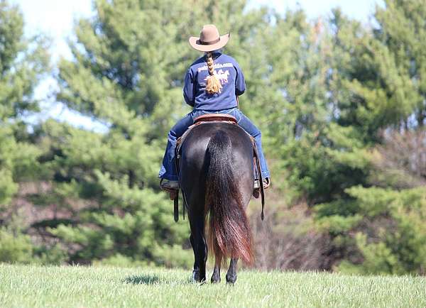 ranch-versatility-quarter-horse