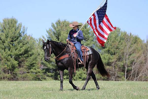 show-quarter-horse