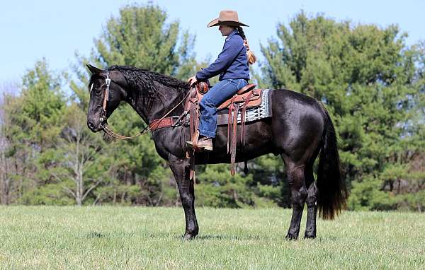 trail-quarter-horse