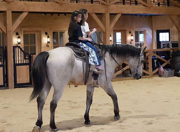 beginner-quarter-horse