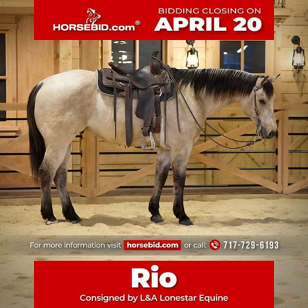 all-around-quarter-horse