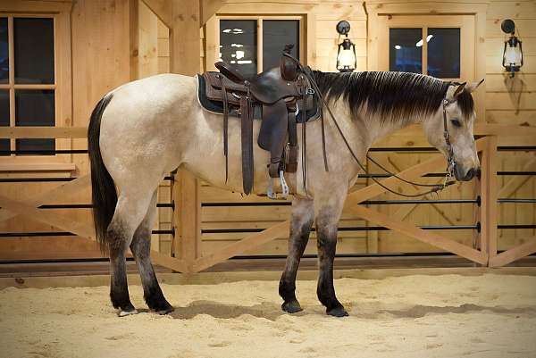 athletic-quarter-horse