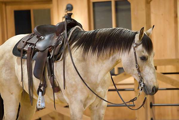 flashy-quarter-horse