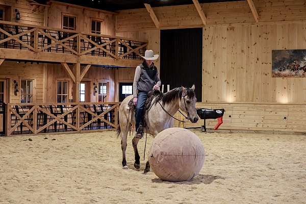 ranch-quarter-horse