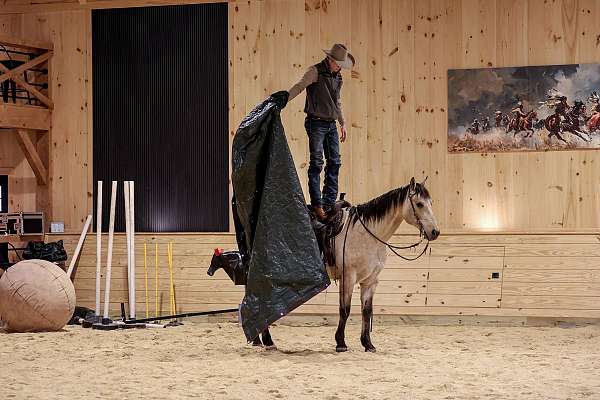 ranch-work-quarter-horse