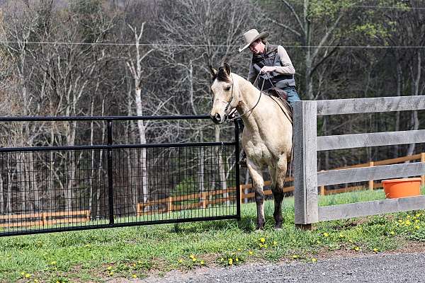 roping-quarter-horse
