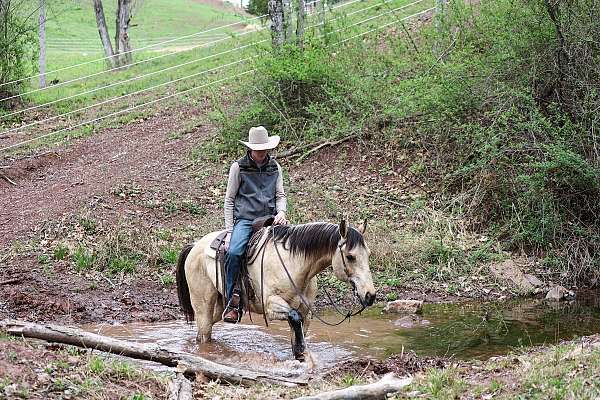 trail-riding-quarter-horse