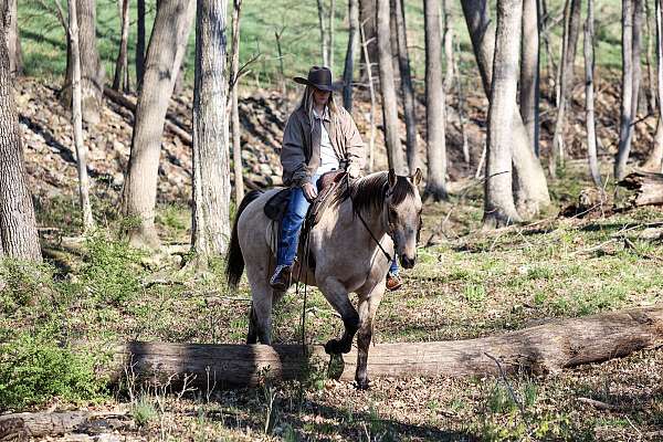 western-riding-quarter-horse