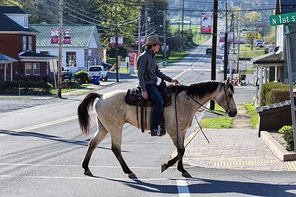 working-cattle-quarter-horse
