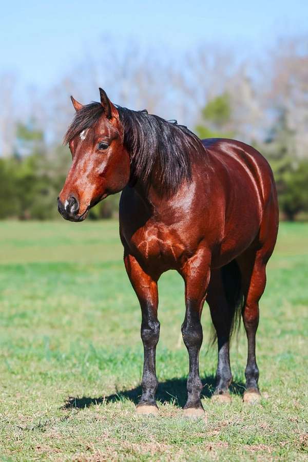 athletic-quarter-horse