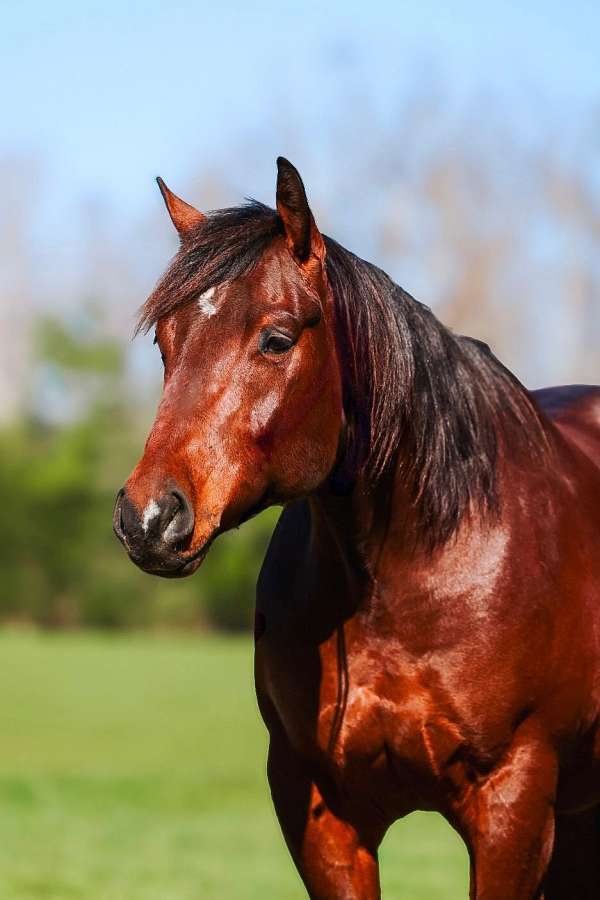 calf-roping-quarter-horse
