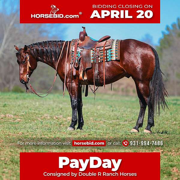 all-around-quarter-horse