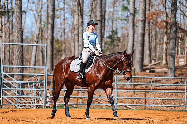 flashy-quarter-horse