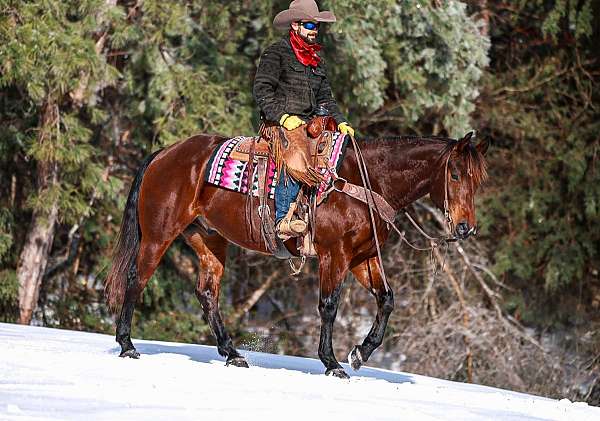 performance-quarter-horse