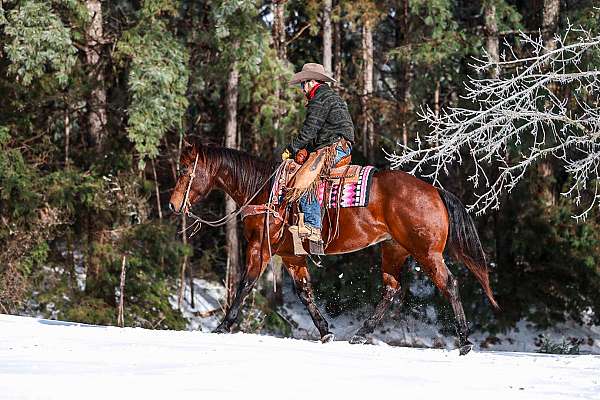 ranch-versatility-quarter-horse