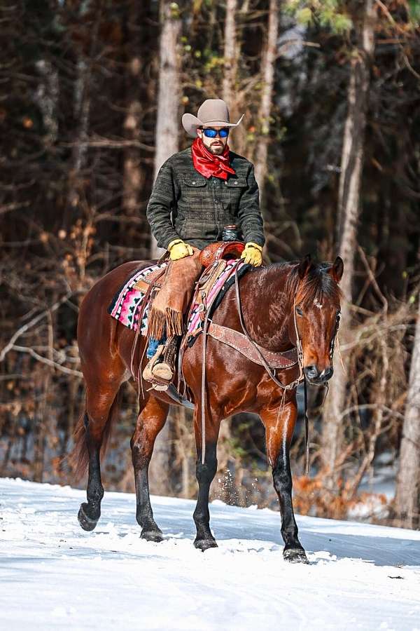 ranch-work-quarter-horse