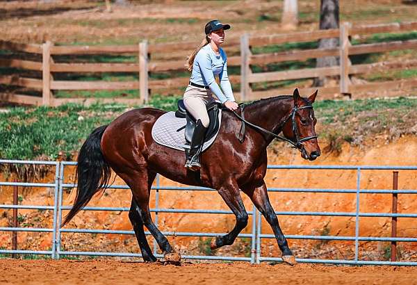 ridden-english-quarter-horse