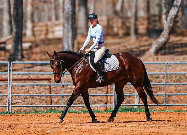 ridden-western-quarter-horse